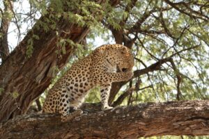 Leopard in tree licking its paw