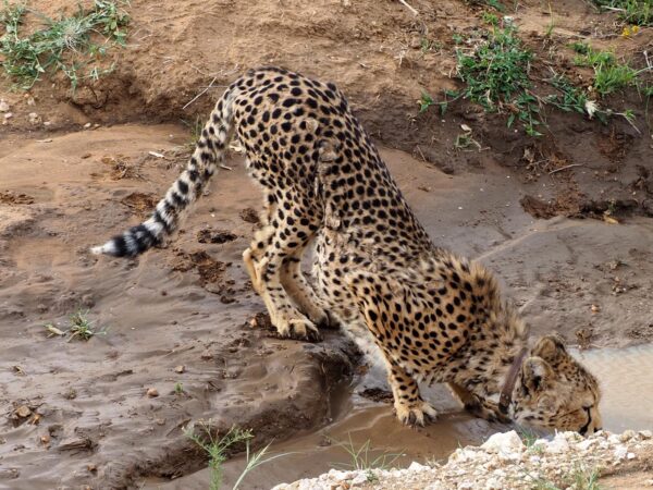 Cheetah Okonjima Nature Reserve