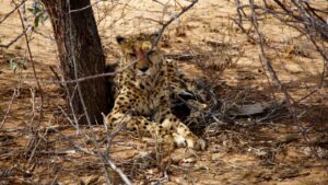Cheetah under tree
