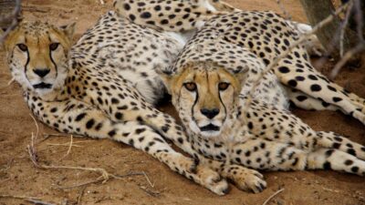Cheetahs lying in sand