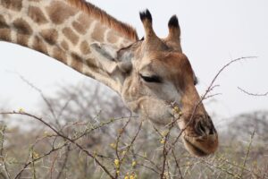 Giraffe eating