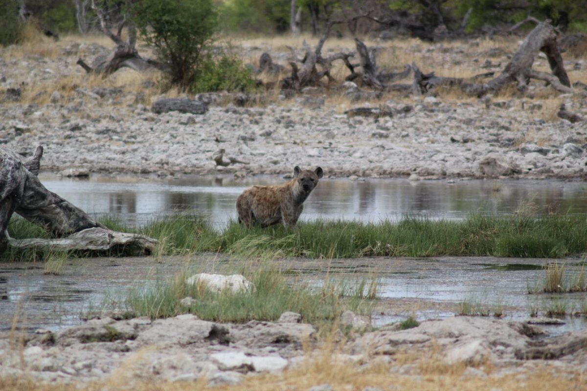 Spotted Hyena in watering-hole