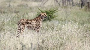 cheetah erindi game reserve