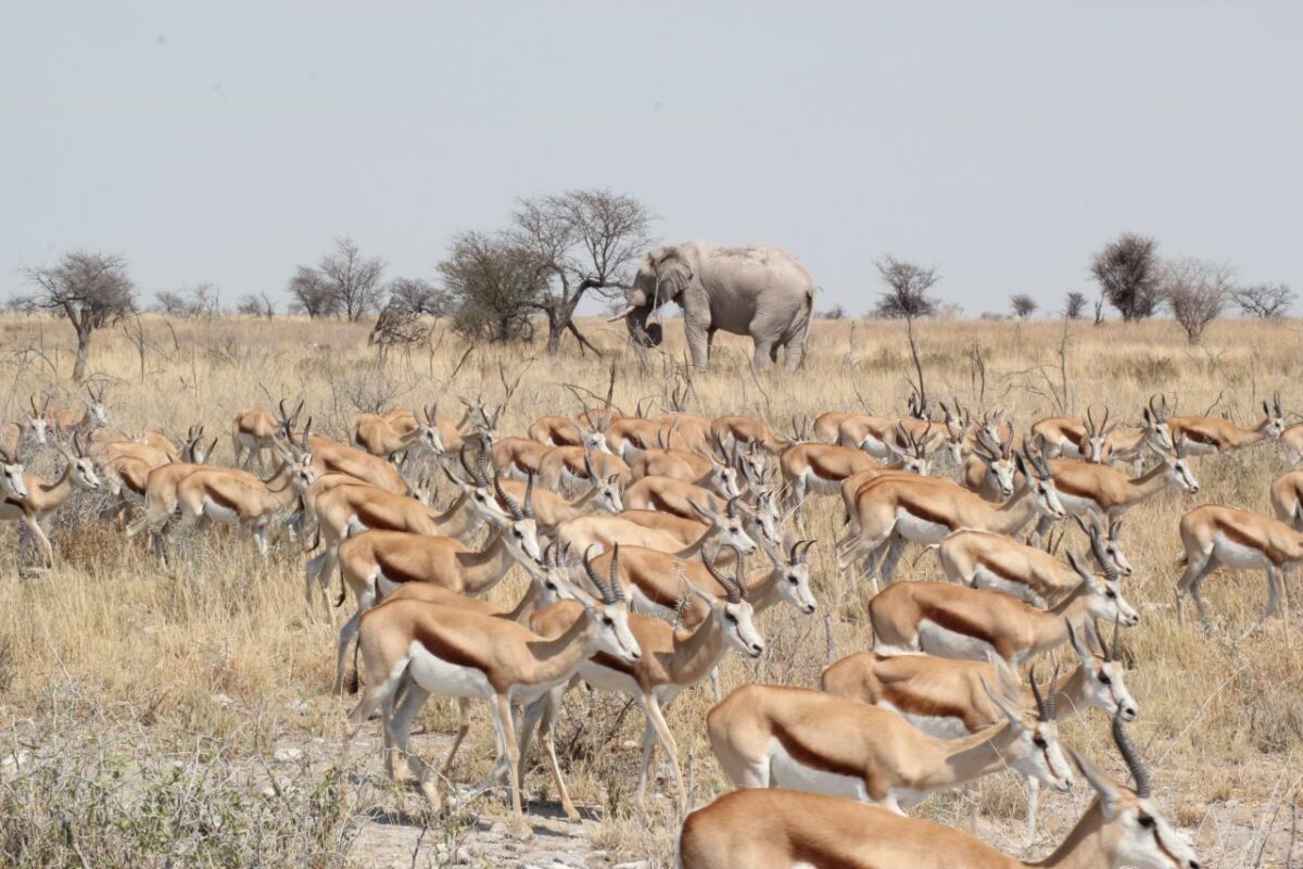 Herd of Springbok in Etosha