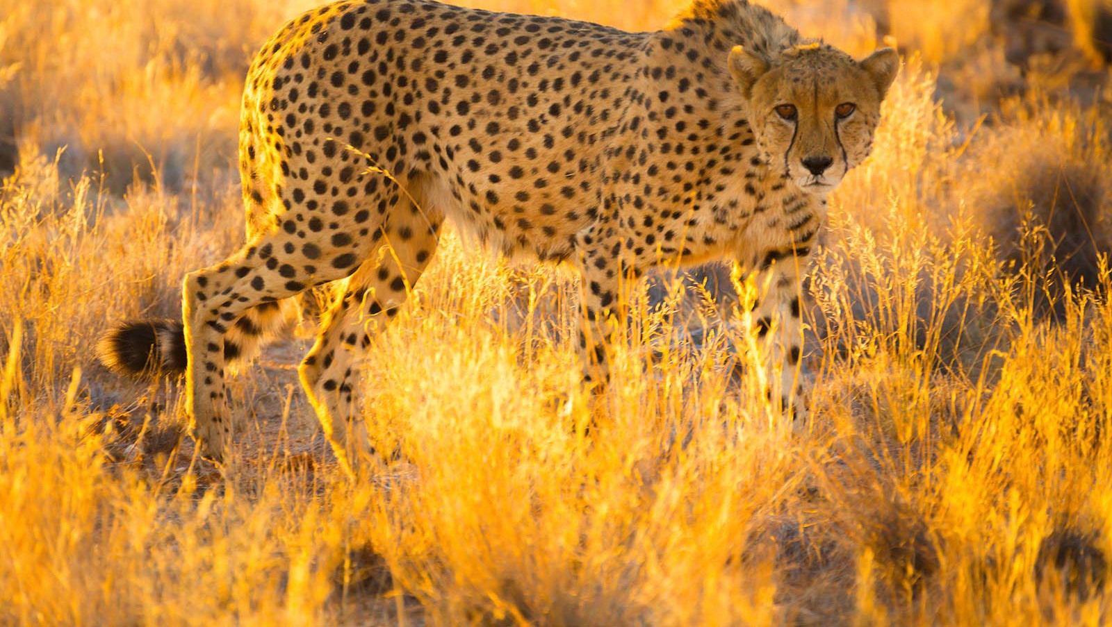 cheetah namibia
