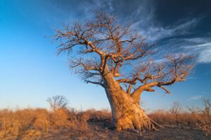 Baobab tree Makgadigadi Pans at Gweta Botswana