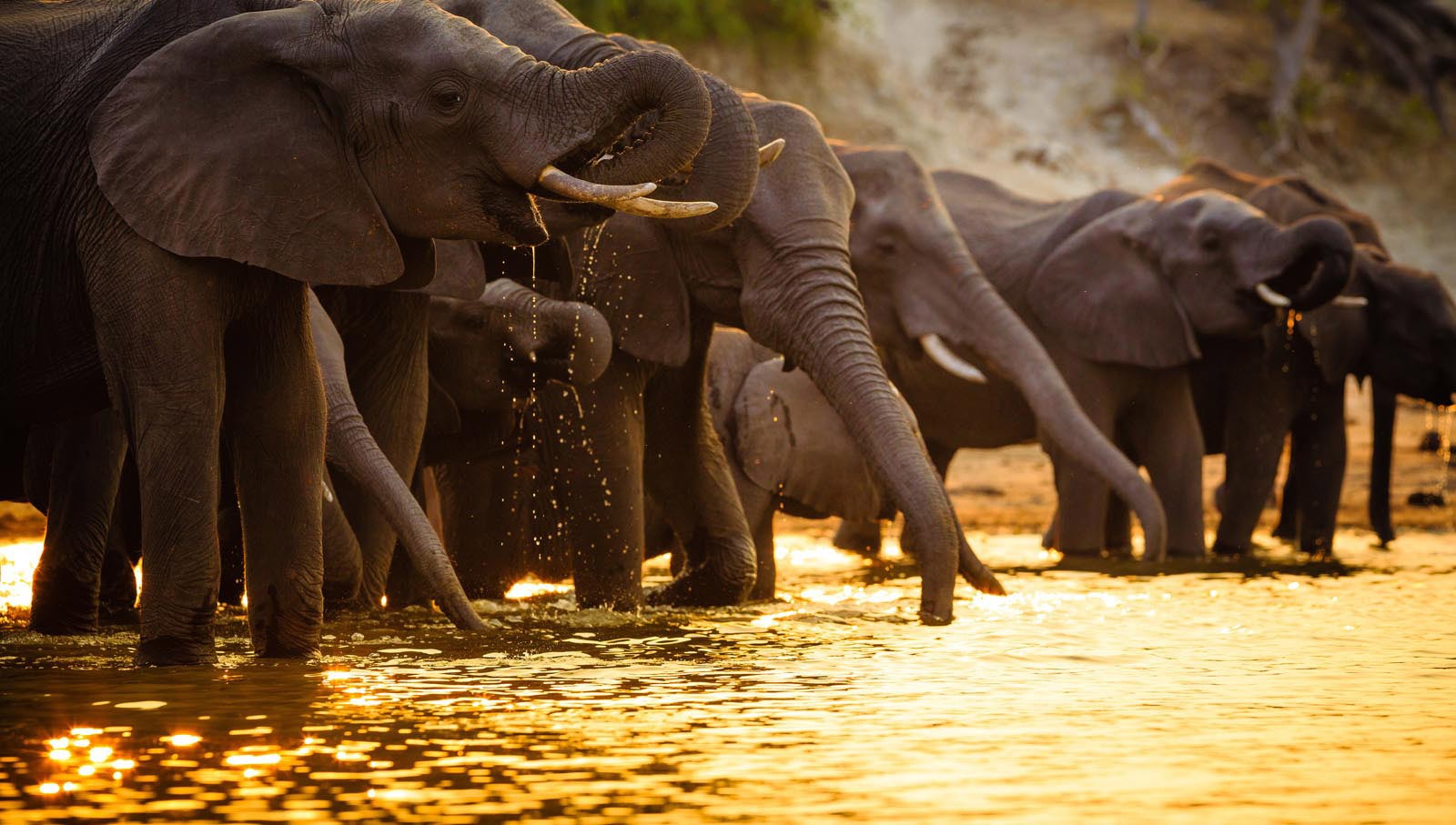 Elephants in Chobe National Park Botswana