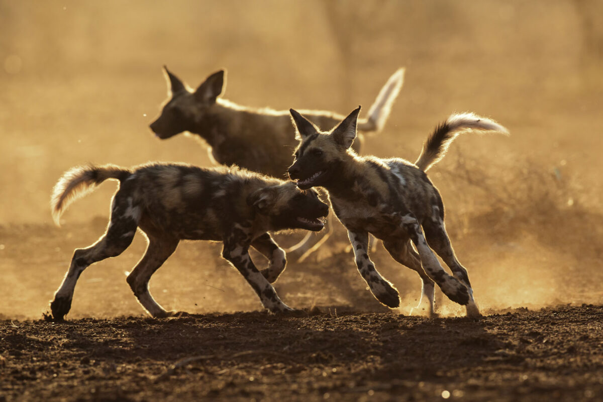 Wild Dogs