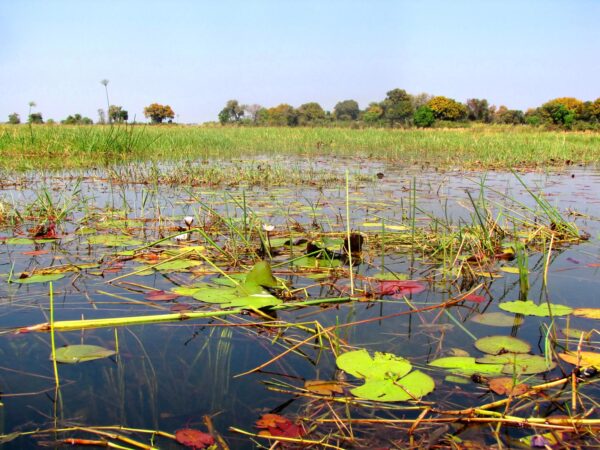 Okavango Delta