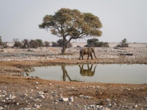Elephant, Etosha