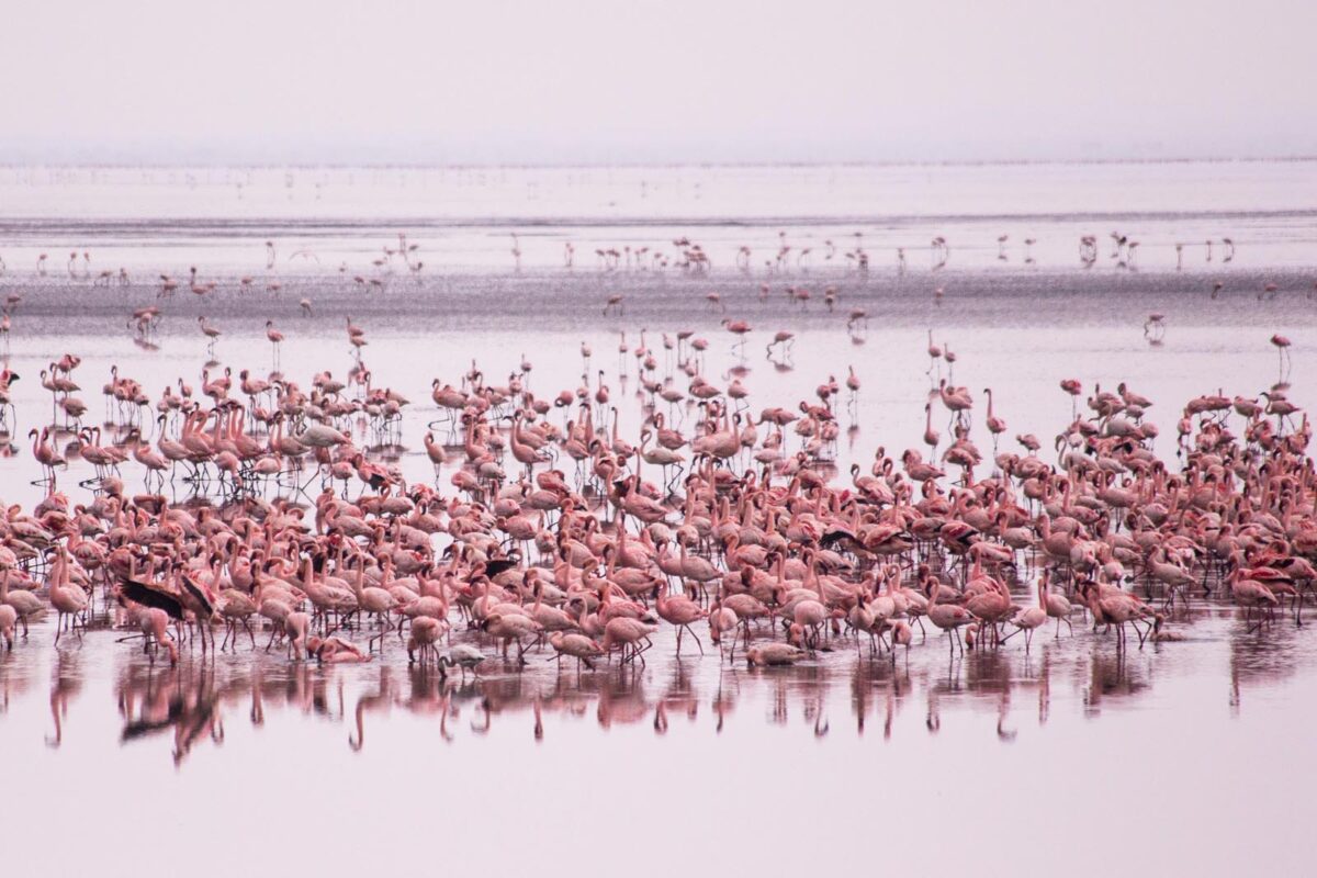 Flamingos Manyara Lake National Park, Tanzania
