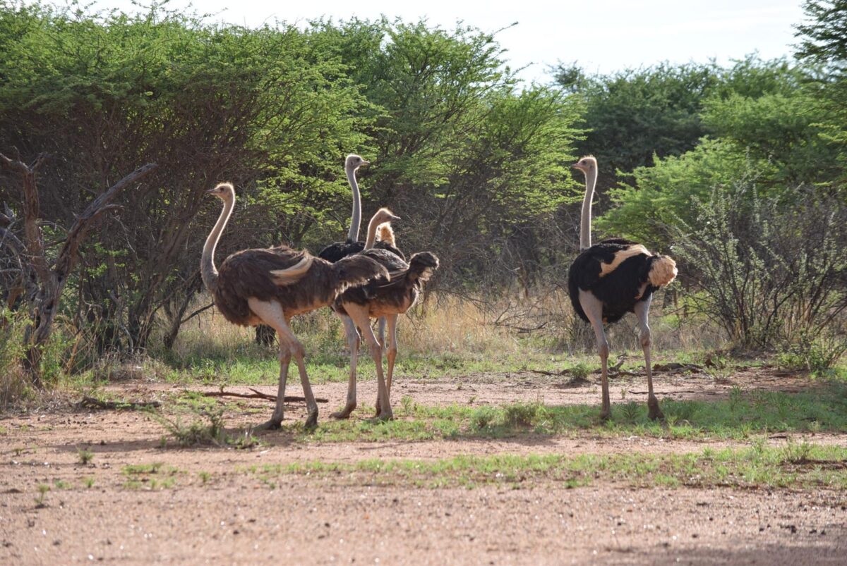 Ostriches, Erindi Private Game Reserve