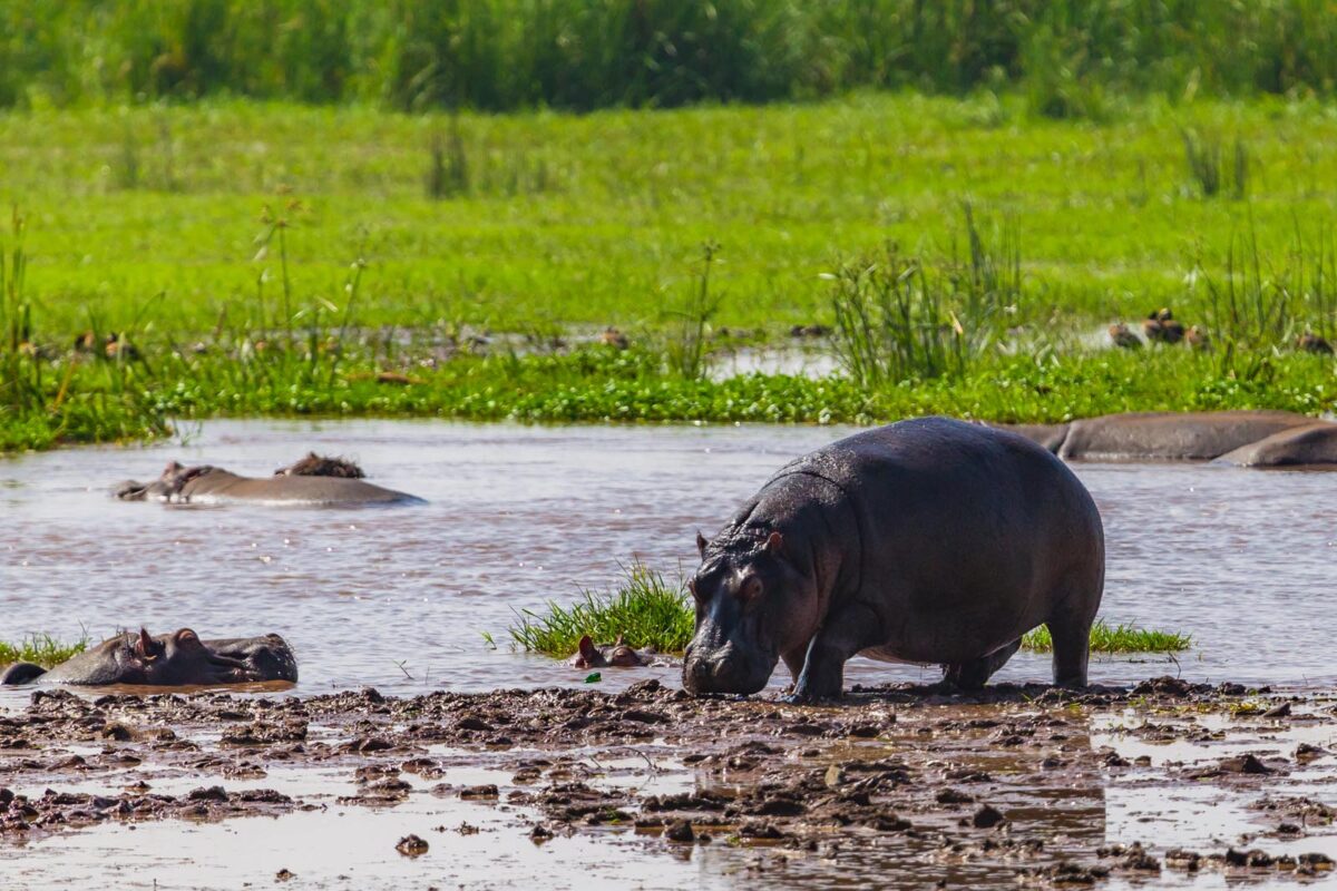 Hippo at Lake Manyara National Reserve