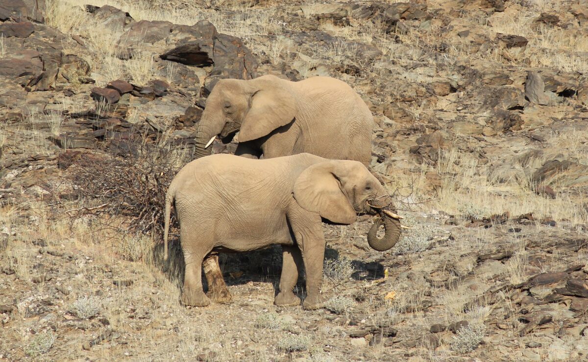Desert Elephants