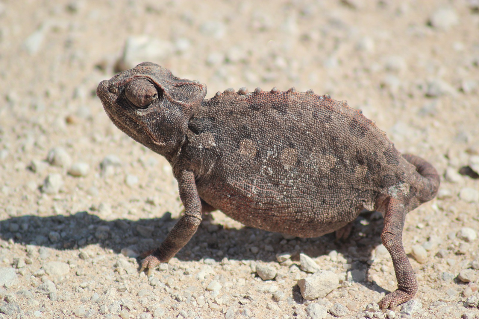 Chameleon in Desert Namibia