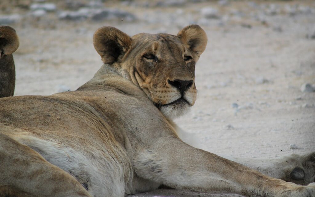 Discover Namibian lions laying in the sun