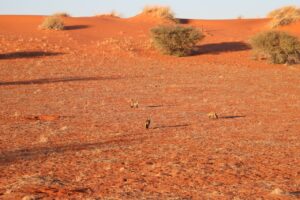 Bat-eared Foxes in the Kalahari Desert