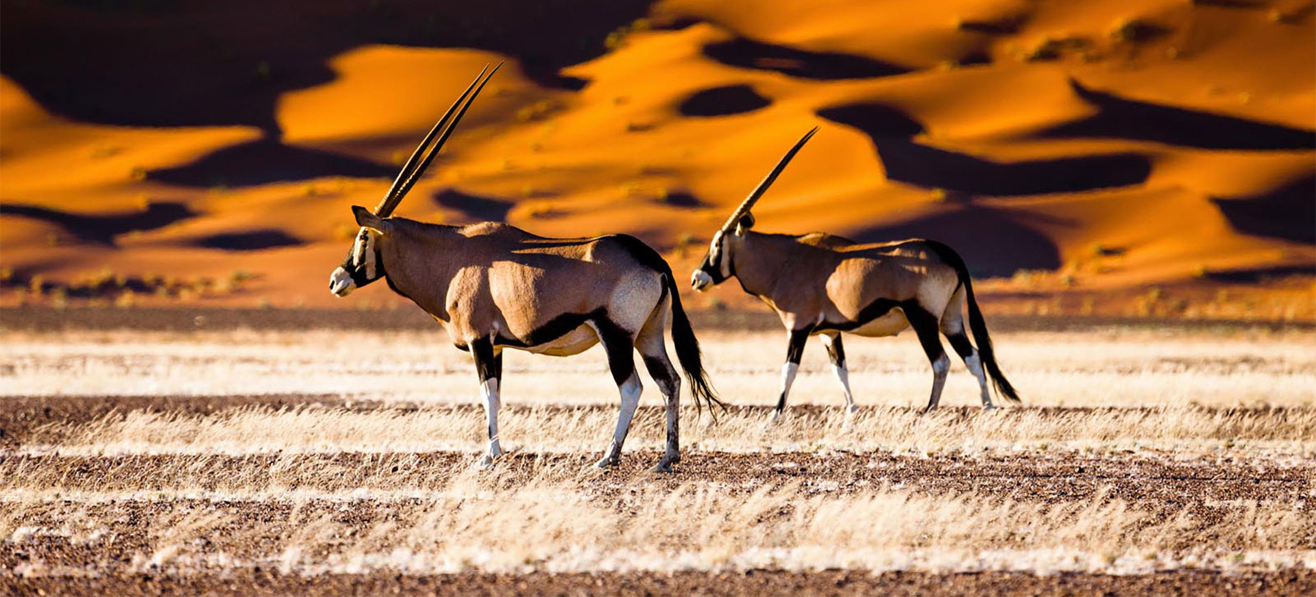 Oryx Sossusvlei