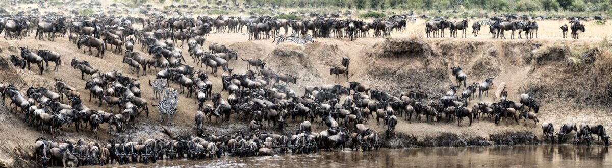 Wildebeest Migration