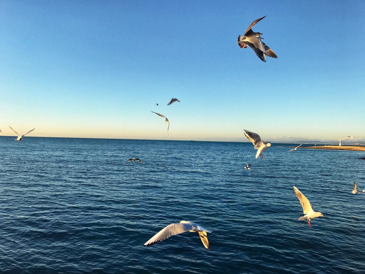 Seagulls Walvis Bay