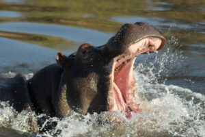 hippo in okavango delta