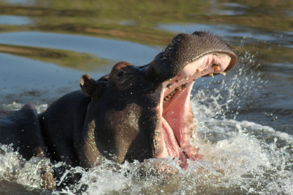 Hippo, Okavango Delta