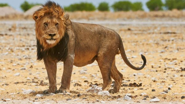 lion namibia