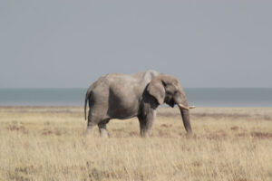 Etosha National Park Elephant