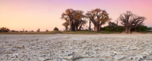 Baobab Trees Gweta Area