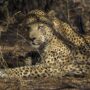 Leopard Okonjima Nature Reserve