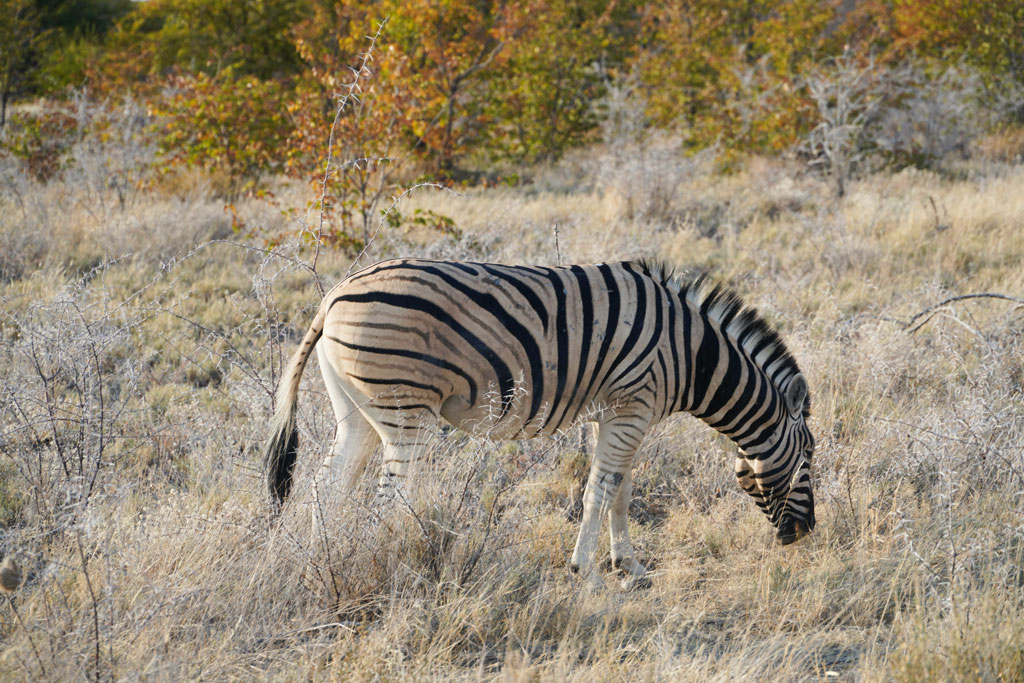Onguma Game Reserve