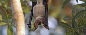 Bat hanging up-side-down in the Drotsky area