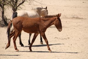 Donkeys at Maultier Namibia