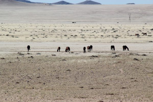 Namib Desert Horses