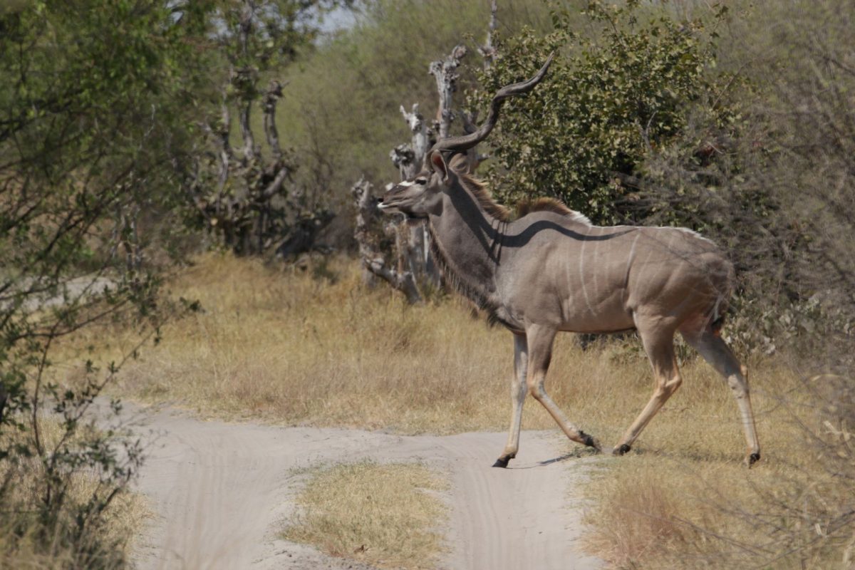 Kudu Bull