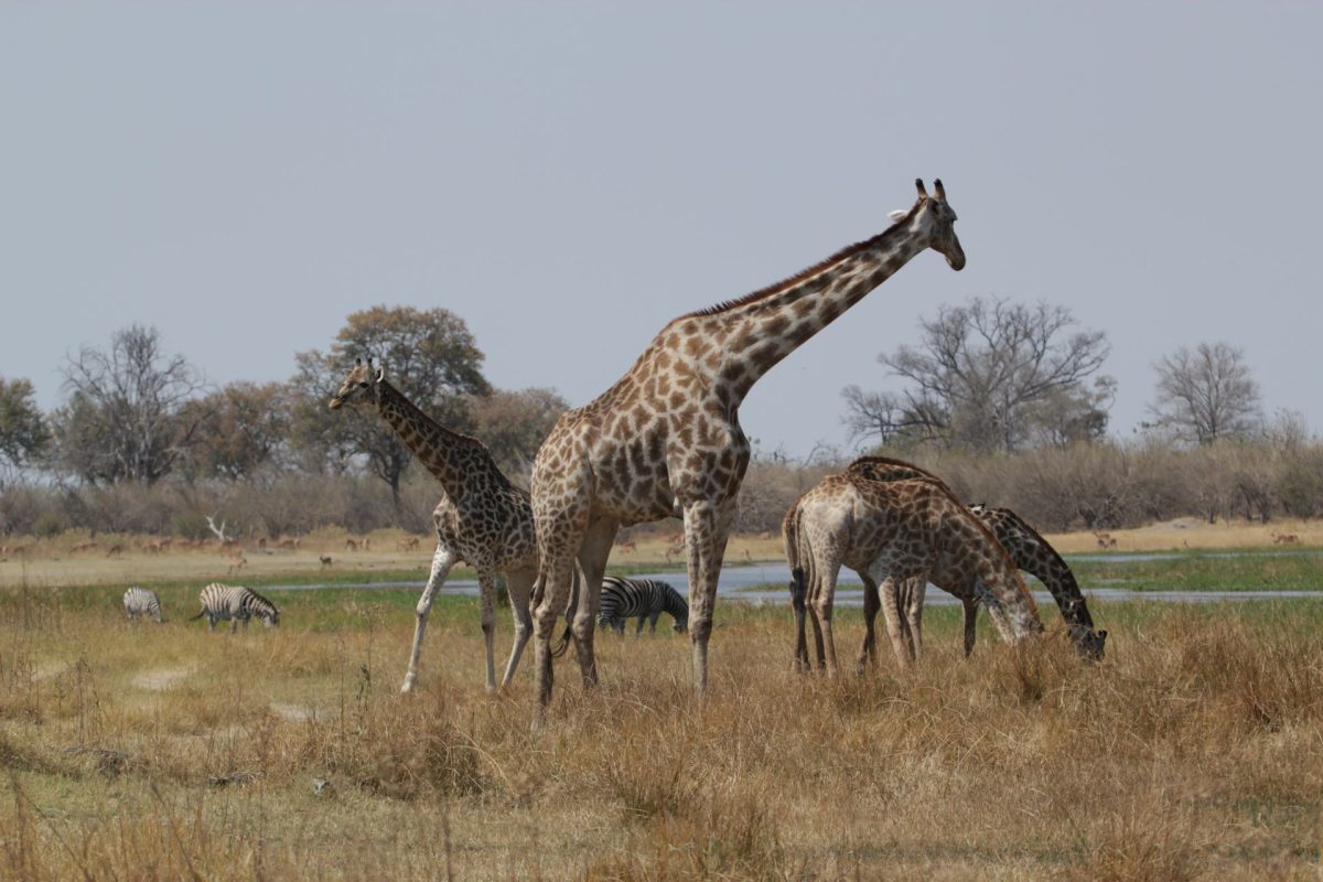 Giraffes