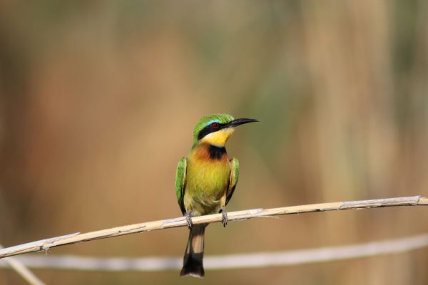 Little Bee Eater