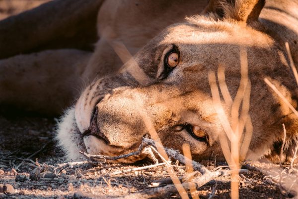 Lion