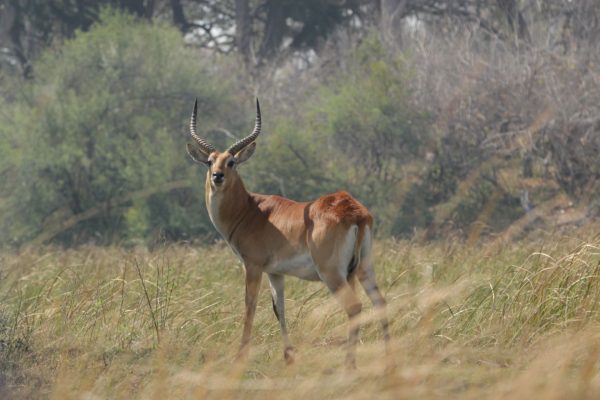 Red Letchwe