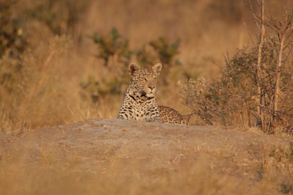 Leopard