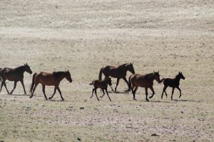 Desert Horses of Aus