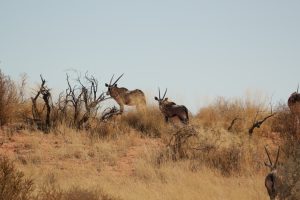 Oryx Antelopes in the Kalahari