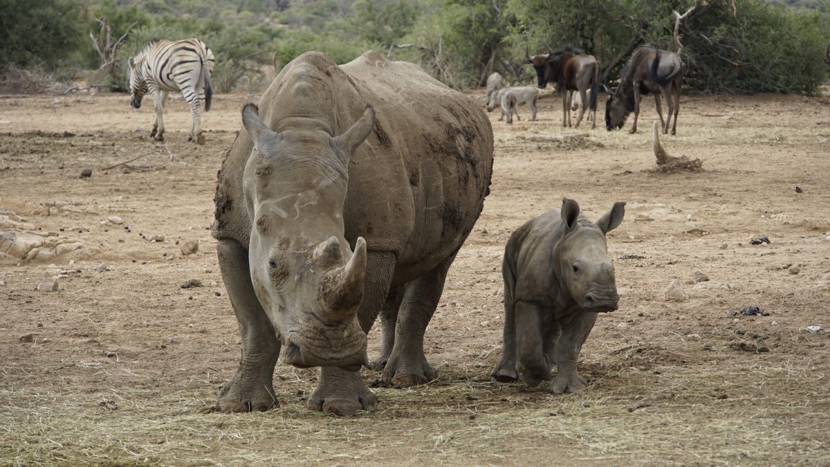 White Rhino and calf