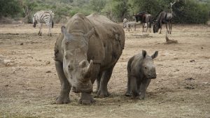 White Rhino and calf