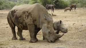 White Rhino with calf