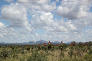 Mountain Aloes