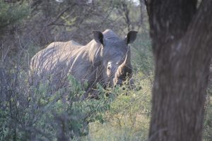 White Rhino