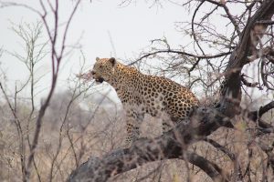 Male Leopard sitting in tree