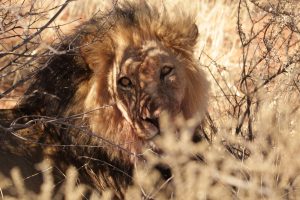 Kalahari Black-maned Lion