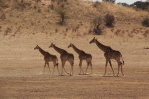 Giraffes walking